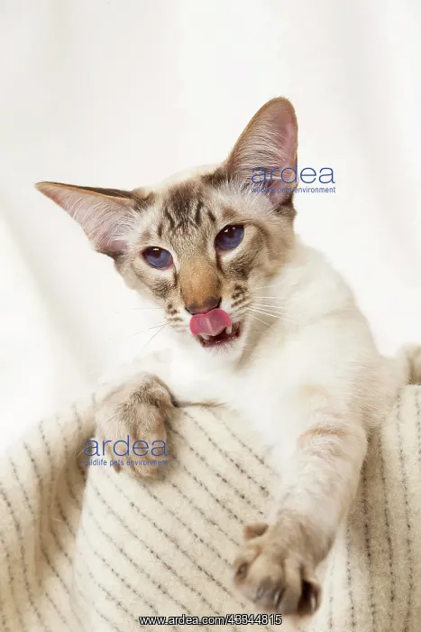 : 80197797 Cat - Balinese Chocolate Tabby Point Jean-Michel : 80197797 Cat - Balinese Chocolate Tabby Point Jean-Michel
