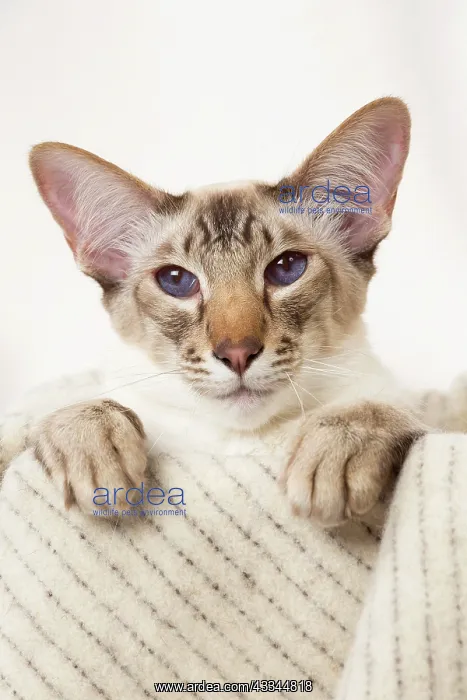 : 80197798 Cat - Balinese Chocolate Tabby Point Jean-Michel : 80197798 Cat - Balinese Chocolate Tabby Point Jean-Michel