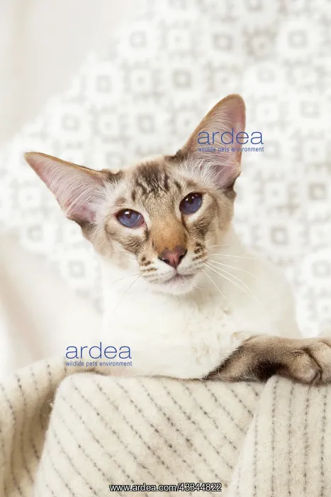 : 80197799 Cat - Balinese Chocolate Tabby Point Jean-Michel : 80197799 Cat - Balinese Chocolate Tabby Point Jean-Michel