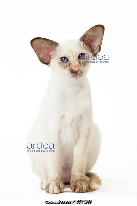: 80197815 Cat - Siamese Chocolate Tortie Point Jean-Michel : 80197815 Cat - Siamese Chocolate Tortie Point Jean-Michel