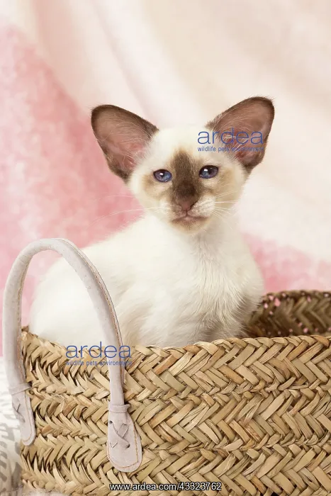 : 80197823 Cat - Balinese Chocolate Tortie Point Jean-Michel : 80197823 Cat - Balinese Chocolate Tortie Point Jean-Michel