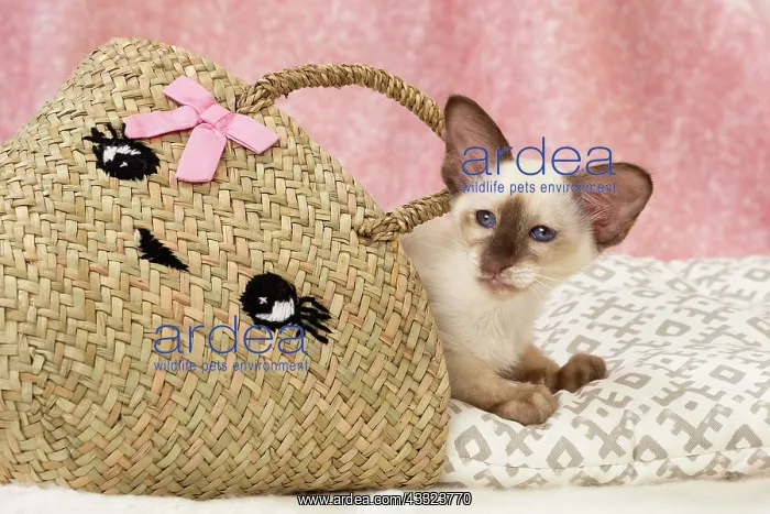 : 80197824 Cat - Balinese Chocolate Tortie Point Jean-Michel : 80197824 Cat - Balinese Chocolate Tortie Point Jean-Michel