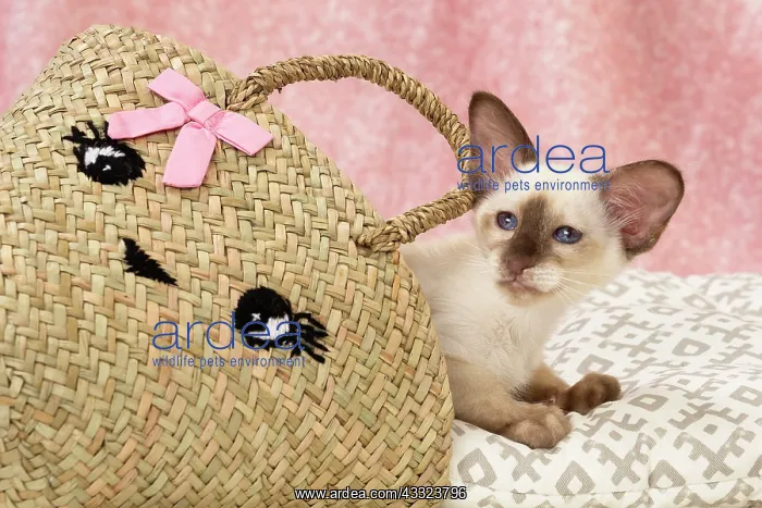 : 80197827 Cat - Balinese Chocolate Tortie Point Jean-Michel : 80197827 Cat - Balinese Chocolate Tortie Point Jean-Michel