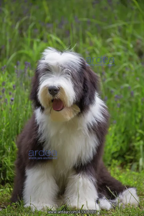 : 80197887 Dog - Bearded Collie Jean-Michel Labat : 80197887 Dog - Bearded Collie Jean-Michel Labat