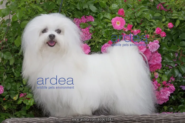 : 80197904 Dog - Coton de Tulear Jean-Michel Labat : 80197904 Dog - Coton de Tulear Jean-Michel Labat