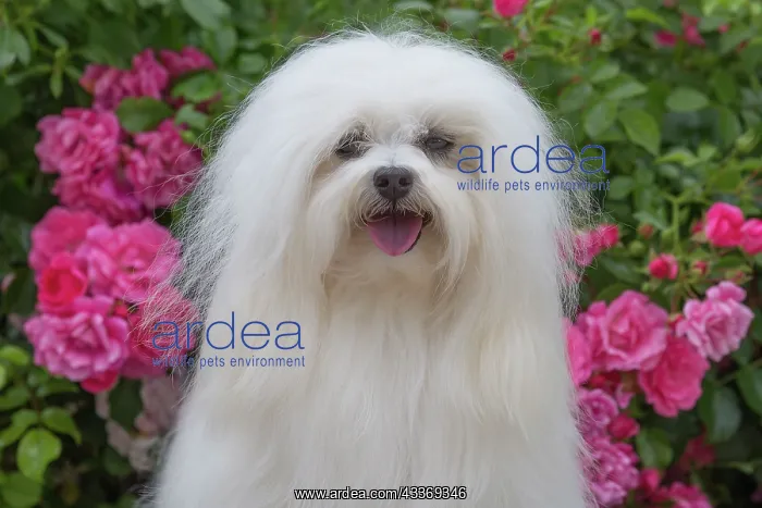 : 80197905 Dog - Coton de Tulear Jean-Michel Labat : 80197905 Dog - Coton de Tulear Jean-Michel Labat