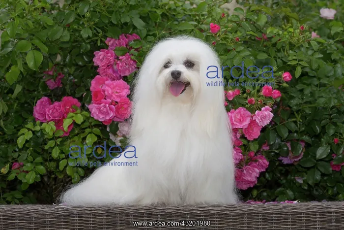 : 80197906 Dog - Coton de Tulear Jean-Michel Labat : 80197906 Dog - Coton de Tulear Jean-Michel Labat
