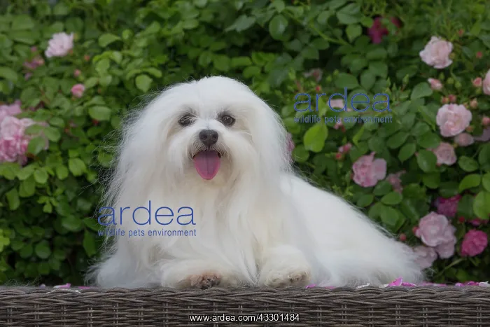 : 80197907 Dog - Coton de Tulear Jean-Michel Labat : 80197907 Dog - Coton de Tulear Jean-Michel Labat