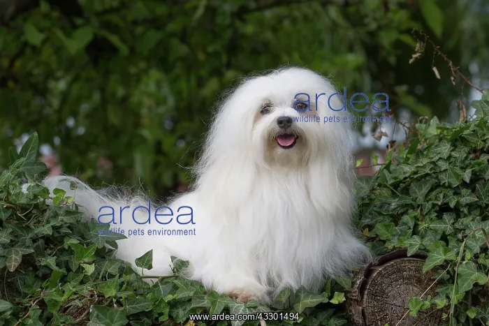 : 80197908 Dog - Coton de Tulear Jean-Michel Labat : 80197908 Dog - Coton de Tulear Jean-Michel Labat