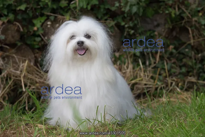 : 80197909 Dog - Coton de Tulear Jean-Michel Labat : 80197909 Dog - Coton de Tulear Jean-Michel Labat