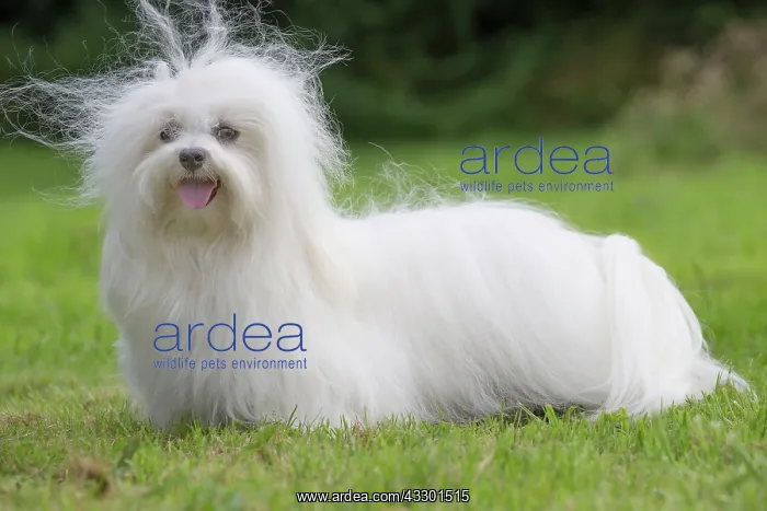  : 80197910 Dog - Coton de Tulear Jean-Michel Labat