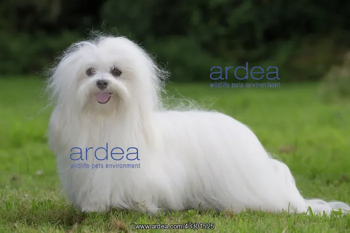 : 80197911 Dog - Coton de Tulear Jean-Michel Labat : 80197911 Dog - Coton de Tulear Jean-Michel Labat