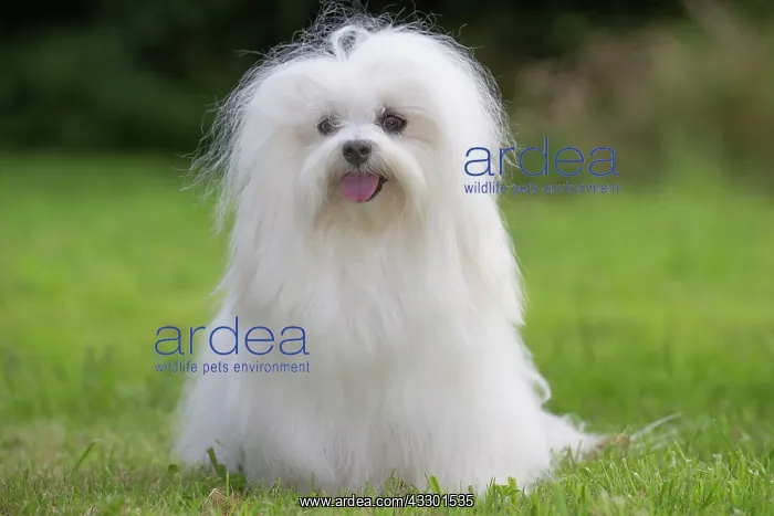 : 80197912 Dog - Coton de Tulear Jean-Michel Labat : 80197912 Dog - Coton de Tulear Jean-Michel Labat