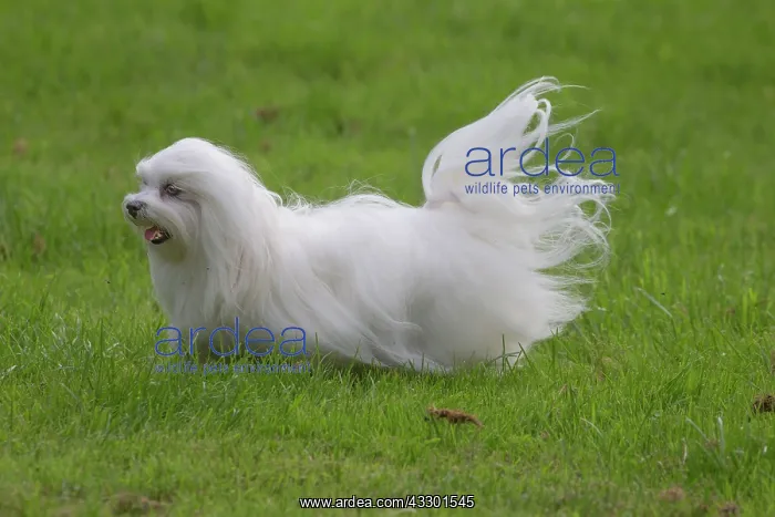 : 80197913 Dog - Maltese Jean-Michel Labat All images : 80197913 Dog - Maltese Jean-Michel Labat All images