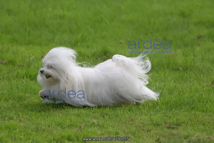 : 80197914 Dog - Maltese Jean-Michel Labat All images : 80197914 Dog - Maltese Jean-Michel Labat All images