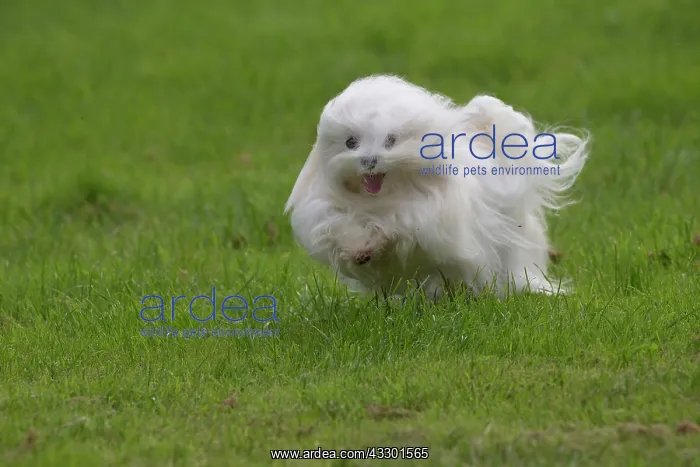 : 80197915 Dog - Maltese Jean-Michel Labat All images : 80197915 Dog - Maltese Jean-Michel Labat All images