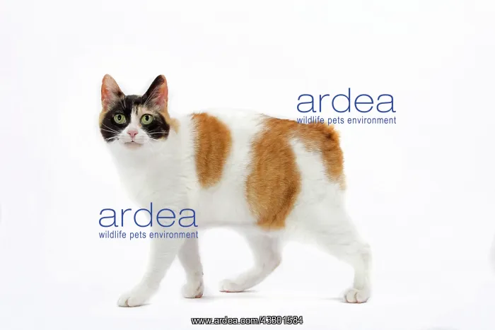 : 80197917 Cat - Japanese Bobtail Jean-Michel Labat : 80197917 Cat - Japanese Bobtail Jean-Michel Labat