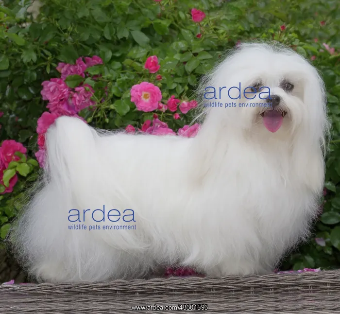 : 80197918 Dog - Coton de Tulear Jean-Michel Labat : 80197918 Dog - Coton de Tulear Jean-Michel Labat