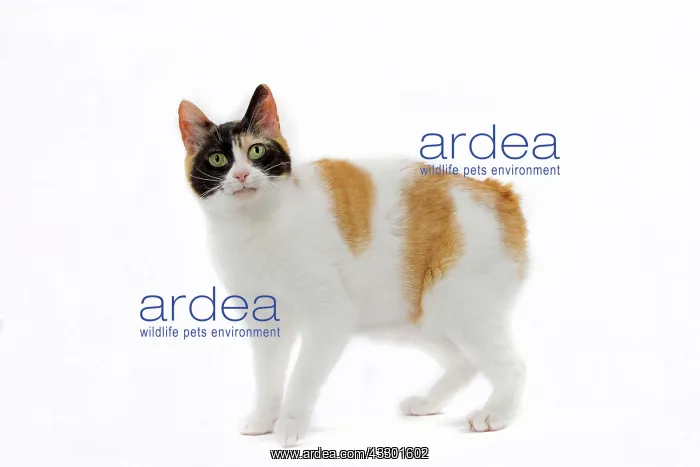 : 80197919 Cat - Japanese Bobtail Jean-Michel Labat : 80197919 Cat - Japanese Bobtail Jean-Michel Labat
