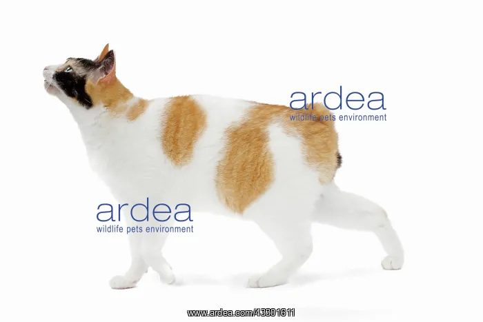 : 80197920 Cat - Japanese Bobtail Jean-Michel Labat : 80197920 Cat - Japanese Bobtail Jean-Michel Labat