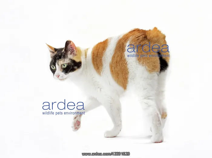 : 80197921 Cat - Japanese Bobtail Jean-Michel Labat : 80197921 Cat - Japanese Bobtail Jean-Michel Labat