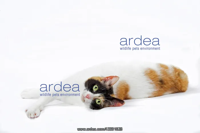  : 80197922 Cat - Japanese Bobtail Jean-Michel Labat