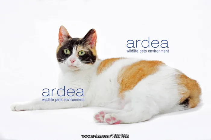 : 80197923 Cat - Japanese Bobtail Jean-Michel Labat : 80197923 Cat - Japanese Bobtail Jean-Michel Labat