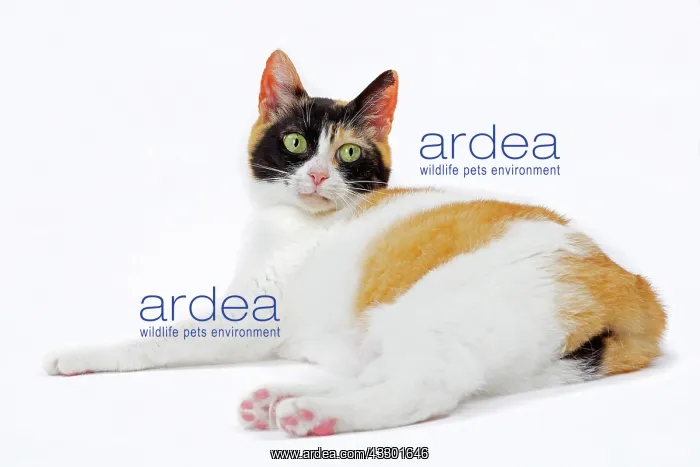 : 80197924 Cat - Japanese Bobtail Jean-Michel Labat : 80197924 Cat - Japanese Bobtail Jean-Michel Labat