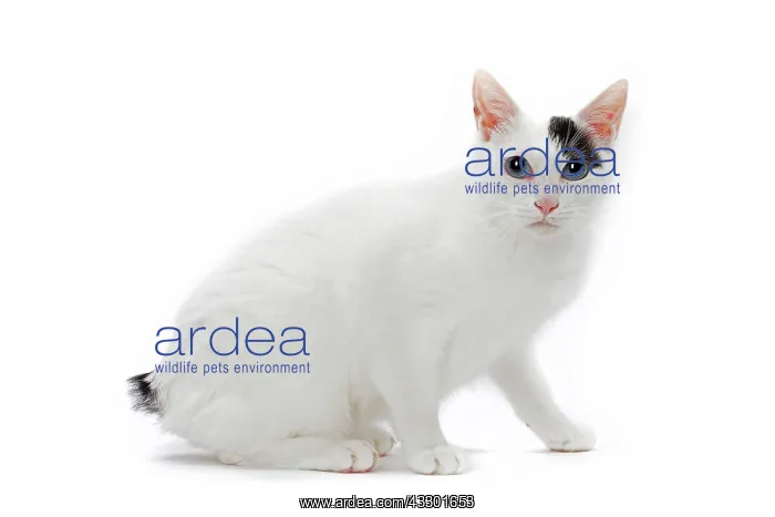 : 80197925 Cat - Japanese Bobtail Jean-Michel Labat : 80197925 Cat - Japanese Bobtail Jean-Michel Labat
