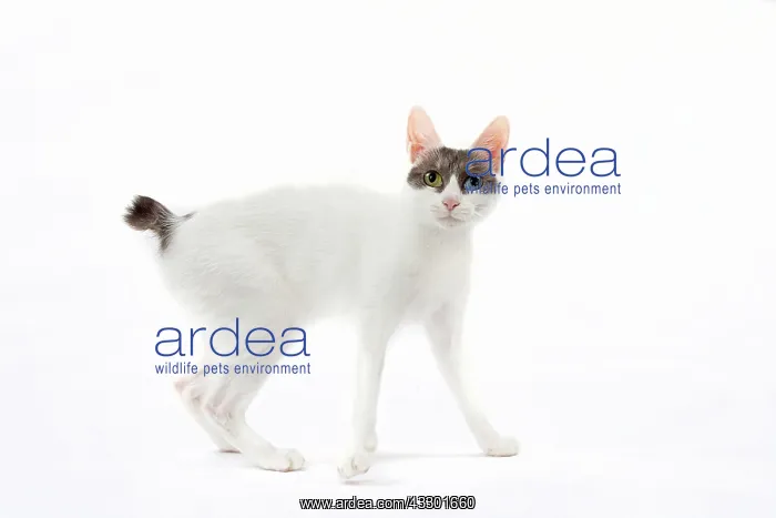 : 80197926 Cat - Japanese Bobtail Jean-Michel Labat : 80197926 Cat - Japanese Bobtail Jean-Michel Labat
