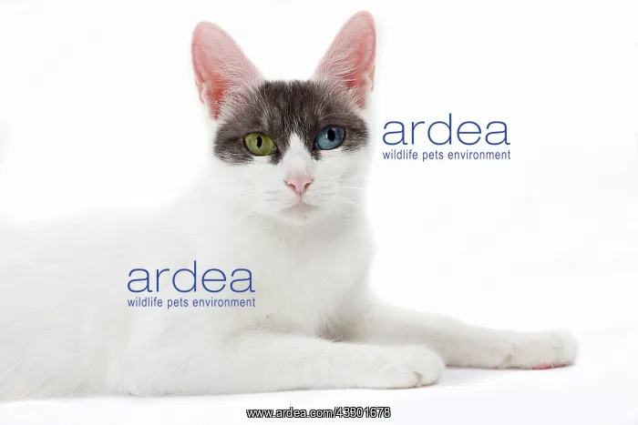 : 80197928 Cat - Japanese Bobtail Jean-Michel Labat : 80197928 Cat - Japanese Bobtail Jean-Michel Labat