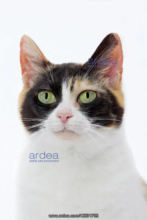 : 80197931 Cat - Japanese Bobtail Jean-Michel Labat : 80197931 Cat - Japanese Bobtail Jean-Michel Labat
