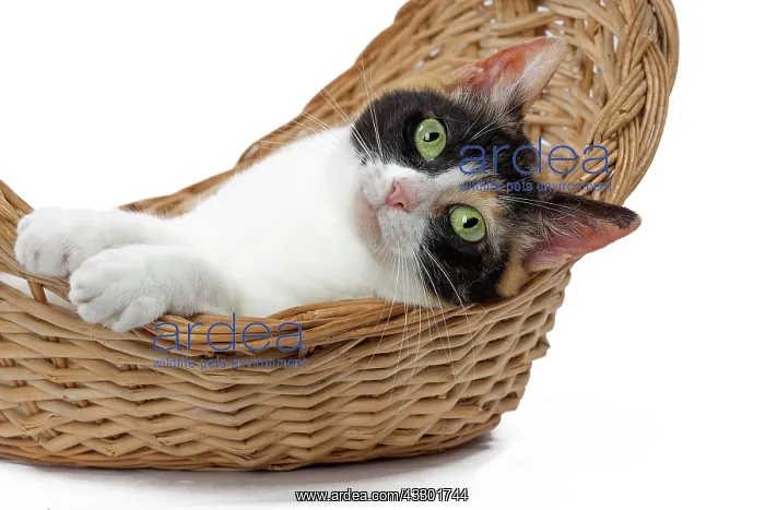 : 80197935 Cat - Japanese Bobtail Jean-Michel Labat : 80197935 Cat - Japanese Bobtail Jean-Michel Labat