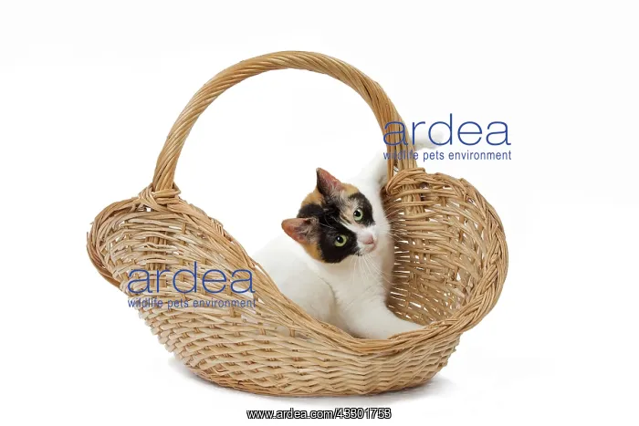 : 80197936 Cat - Japanese Bobtail Jean-Michel Labat : 80197936 Cat - Japanese Bobtail Jean-Michel Labat