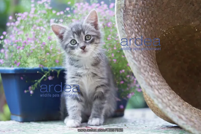 : 80197945 Cat - kitten Jean-Michel Labat All images : 80197945 Cat - kitten Jean-Michel Labat All images