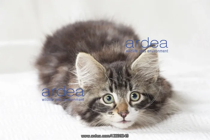 : 80197971 Cat - Norwegian Forest Cat Jean-Michel : 80197971 Cat - Norwegian Forest Cat Jean-Michel