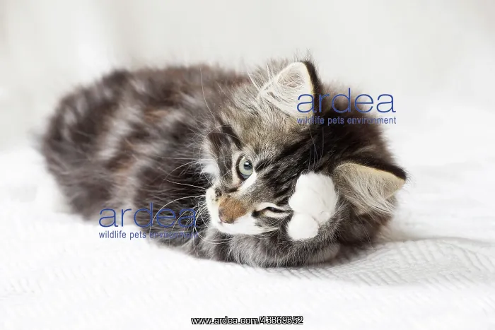 : 80197972 Cat - Norwegian Forest Cat Jean-Michel : 80197972 Cat - Norwegian Forest Cat Jean-Michel