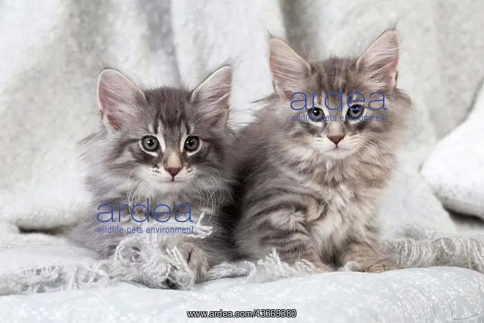 : 80198037 Cat - Norwegian Forest Cat Jean-Michel : 80198037 Cat - Norwegian Forest Cat Jean-Michel