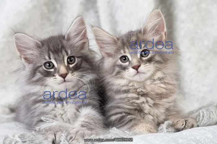 : 80198038 Cat - Norwegian Forest Cat Jean-Michel : 80198038 Cat - Norwegian Forest Cat Jean-Michel