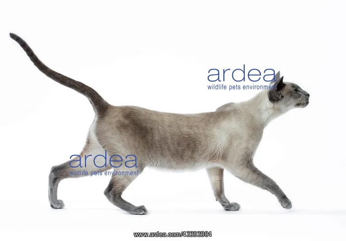  : 80198047 Cat - Siamese Jean-Michel Labat All images