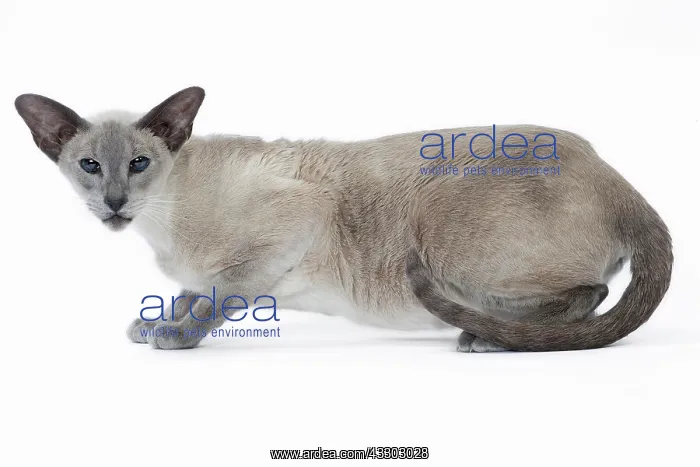 : 80198049 Cat - Siamese Jean-Michel Labat All images : 80198049 Cat - Siamese Jean-Michel Labat All images