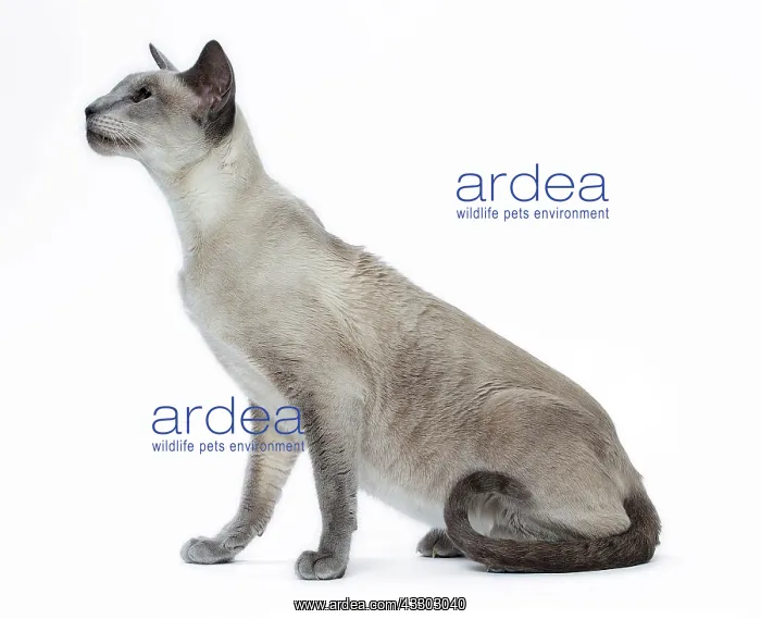 : 80198050 Cat - Siamese Jean-Michel Labat All images : 80198050 Cat - Siamese Jean-Michel Labat All images