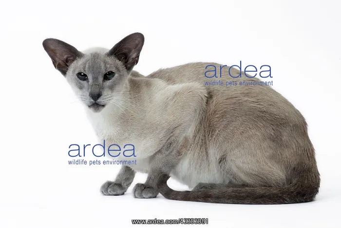 : 80198051 Cat - Siamese Jean-Michel Labat All images : 80198051 Cat - Siamese Jean-Michel Labat All images