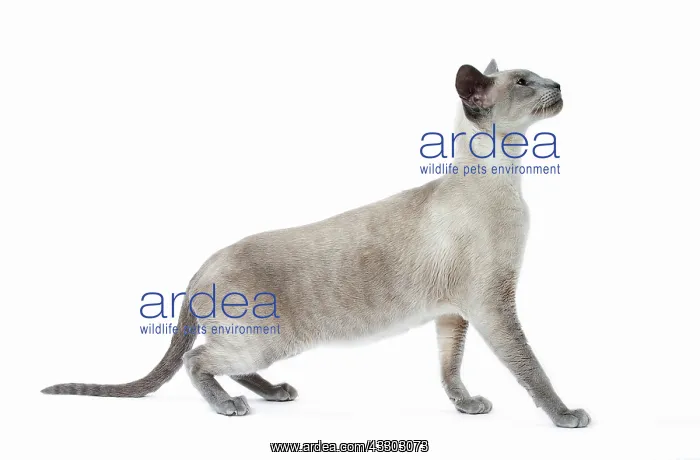  : 80198053 Cat - Siamese Jean-Michel Labat All images