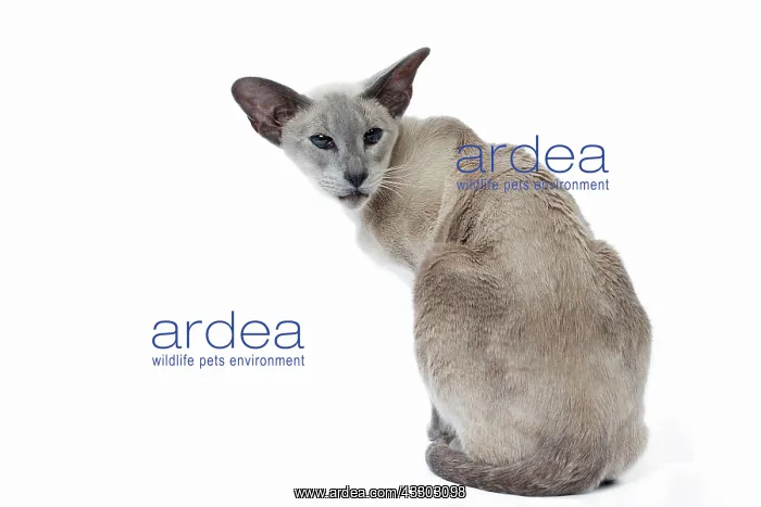 : 80198055 Cat - Siamese Jean-Michel Labat All images : 80198055 Cat - Siamese Jean-Michel Labat All images