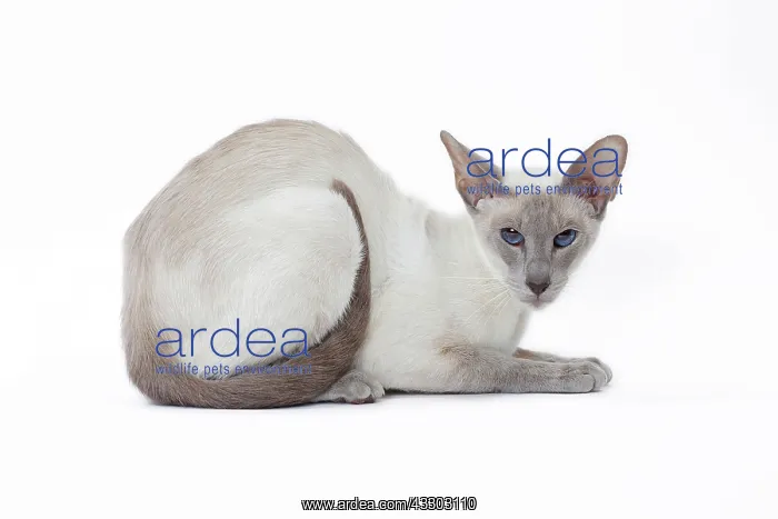 : 80198056 Cat - Siamese Jean-Michel Labat All images : 80198056 Cat - Siamese Jean-Michel Labat All images