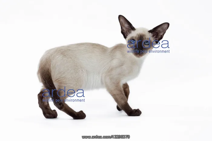  : 80198059 Cat - Siamese kitten Jean-Michel Labat