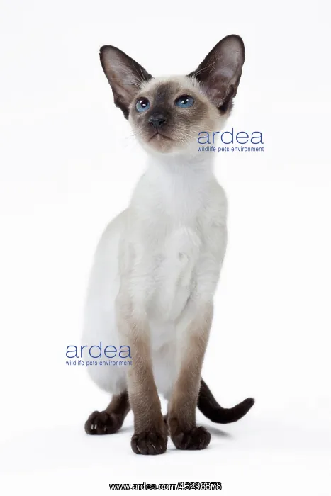 : 80198060 Cat - Siamese kitten Jean-Michel Labat : 80198060 Cat - Siamese kitten Jean-Michel Labat