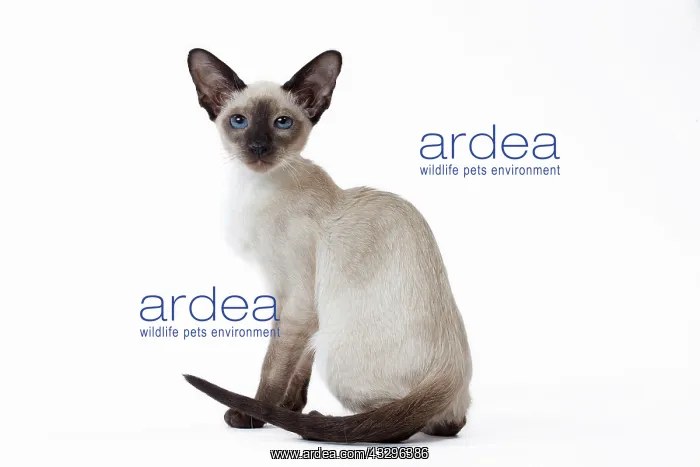  : 80198061 Cat - Siamese kitten Jean-Michel Labat