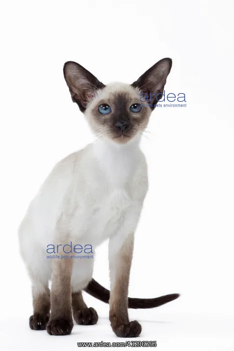 : 80198062 Cat - Siamese kitten Jean-Michel Labat : 80198062 Cat - Siamese kitten Jean-Michel Labat